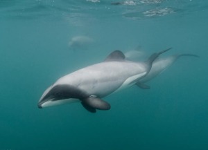 (3일전 예약 가능) 뉴질랜드 크라이스트처치 돌고래 유영 체험